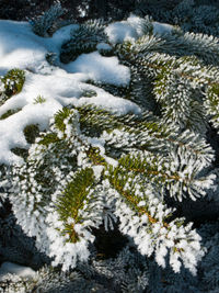 High angle view of snow covered pine tree