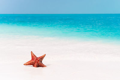 Butterfly on the beach