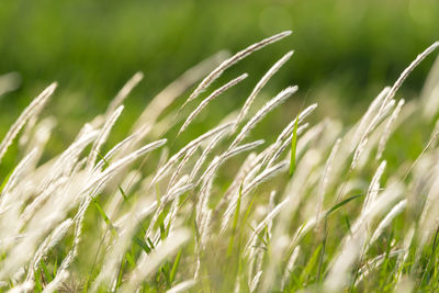 Close-up of stalks in field