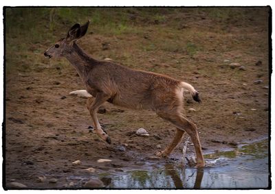 Giraffe in water