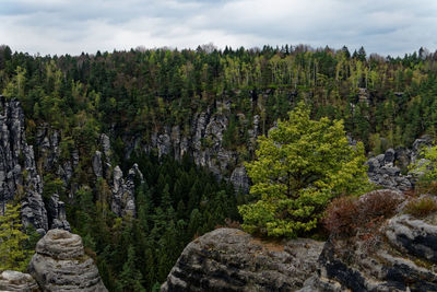 Trees on landscape against sky
