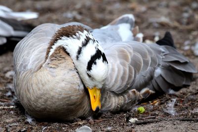 Close-up of bird
