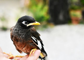 Close-up of bird perching on hand