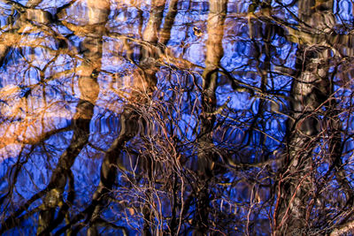 Low angle view of trees in forest