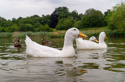 Swans swimming in lake