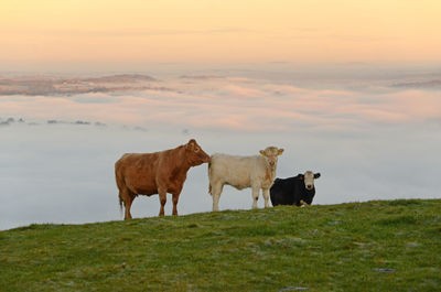 Cows standing in a field on a hillside above a fun-filled valley