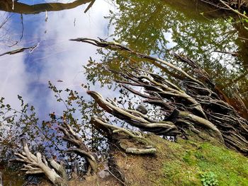 Low angle view of trees growing in forest against sky