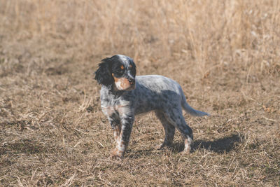 View of dog on field