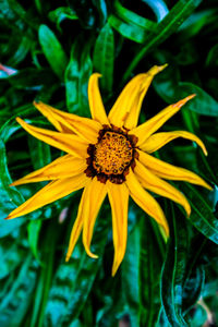 Close-up of yellow flower blooming outdoors