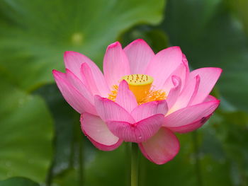 Close-up of pink lotus water lily