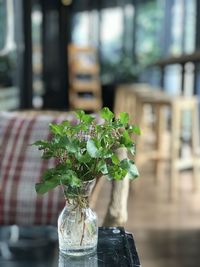 Close-up of potted plant on table