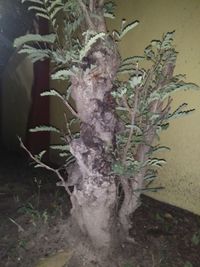 Close-up of plant against wall