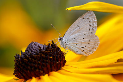 Close-up - butterfly on a flower 