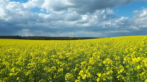 Scenic view of oilseed rape field against sky