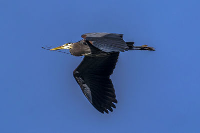 Low angle view of bird flying