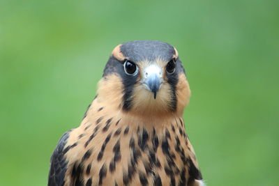 Close-up of kestrel