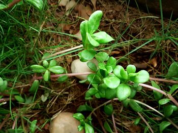 Close-up of fresh green plants