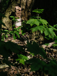 Close-up of green tree trunk in forest