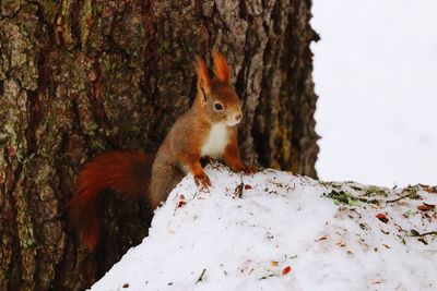 Close-up of squirrel on tree trunk