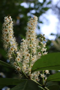 Close-up of flowering plant