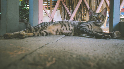 Alert cat relaxing on floor