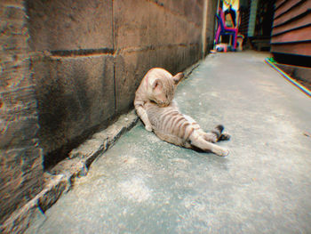 High angle view of cat lying on shore