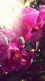 Close-up of fresh pink flowers