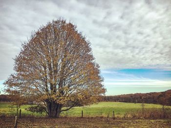 Single tree in field against sky