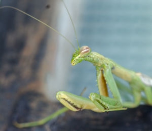 Praying mantis of chilean desert 