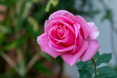 Close-up of pink rose