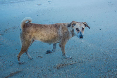 Portrait of dog standing on land