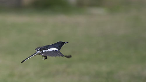 Side view of a bird flying