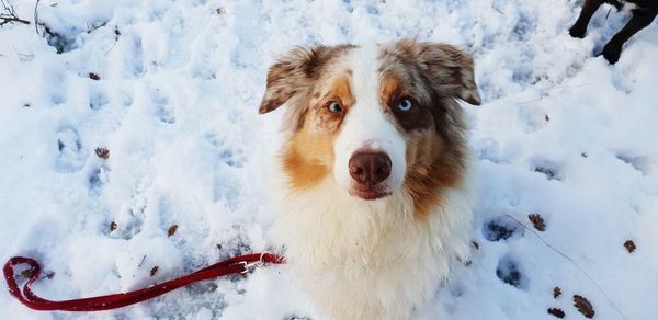 Portrait of dog in snow