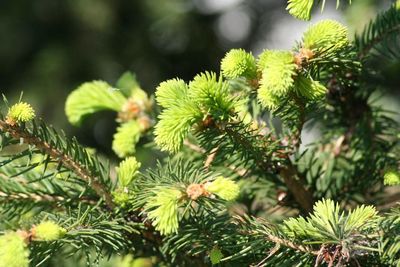 Close-up of pine tree