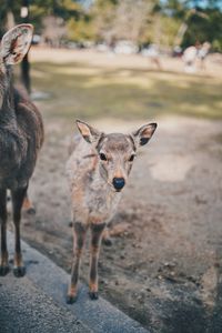 Portrait of deer