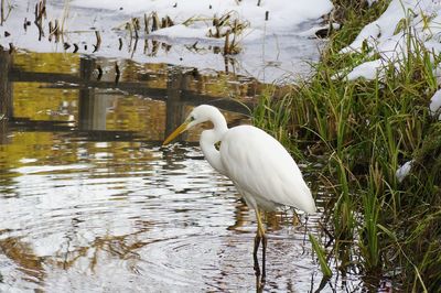 White heron on lake