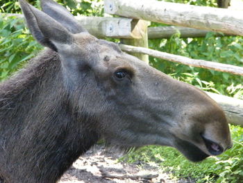 Close-up of a horse on field