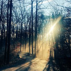 Sunlight streaming through trees in forest