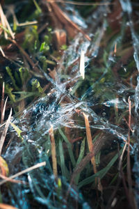 Close-up of frozen plant