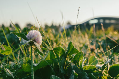 Close-up of flowering plant on field