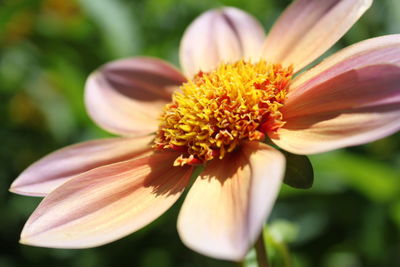 Close-up of pink flower