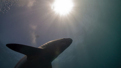 View of turtle swimming in sea