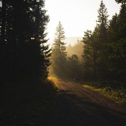 Road amidst trees in forest against sky