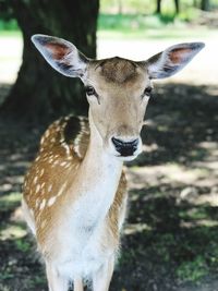 Portrait of deer standing on field