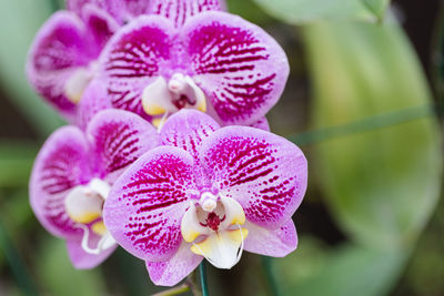 Close-up of pink orchid flower