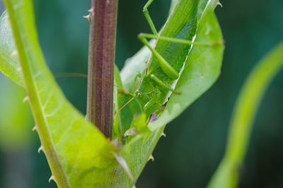 Close-up of insect on leaf