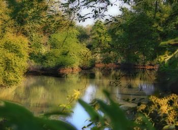 Scenic view of lake in forest