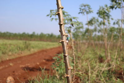 Plant growing on field against sky