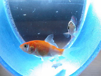 Close-up of fish swimming in water