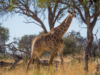 Giraffe walking on field against trees, moremi game reserve, botswana